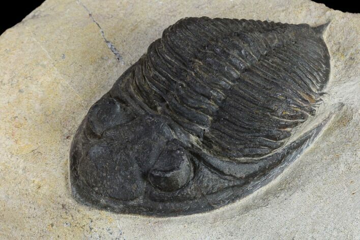 Bargain, Zlichovaspis Trilobite - Atchana, Morocco #119629
